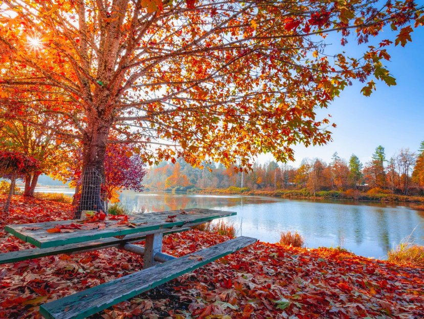 red and orange autumn leaves on the ground and on trees beside body of water