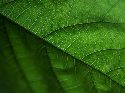 nature summer texture garden