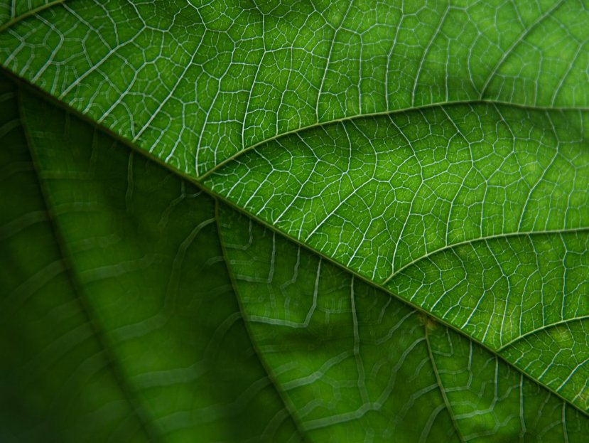 nature summer texture garden