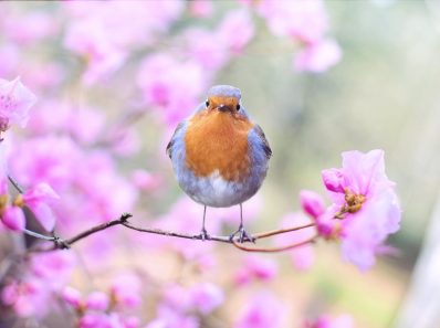 shallow focus photography of bird