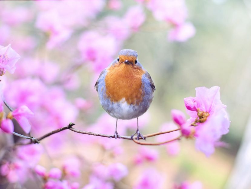 shallow focus photography of bird